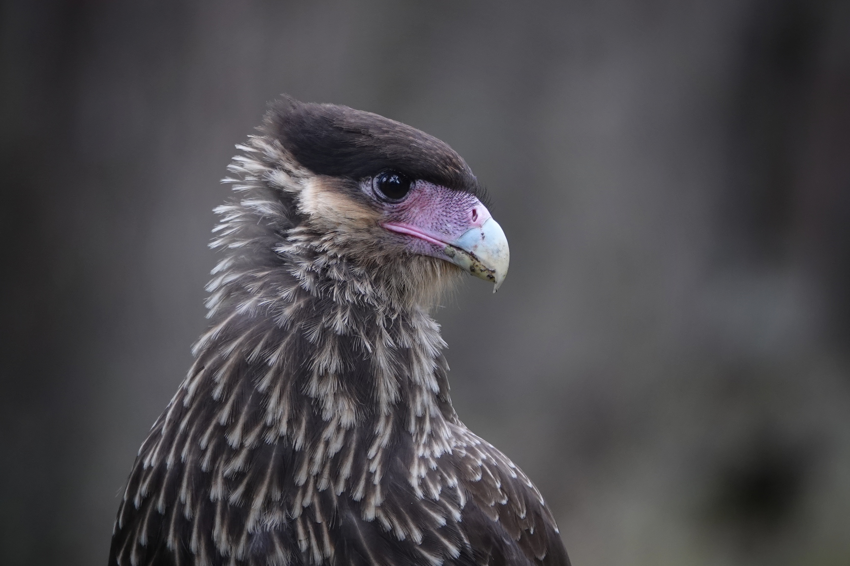 Rapace de Patagonie